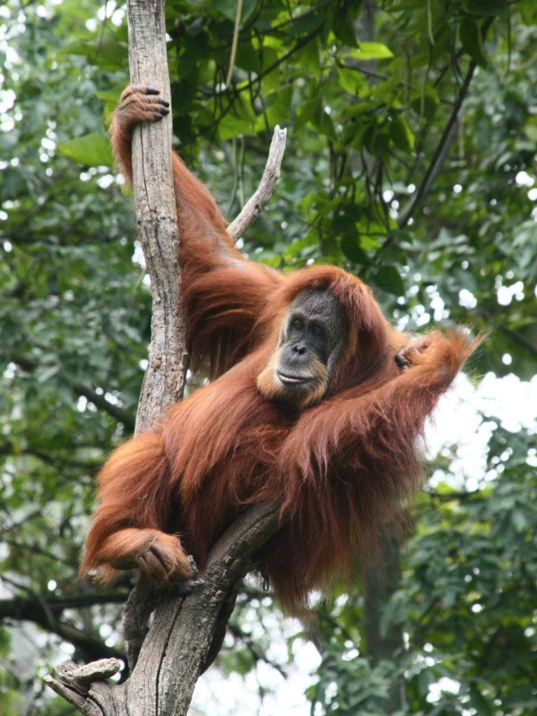 Orangutan_Credit Greg Hume