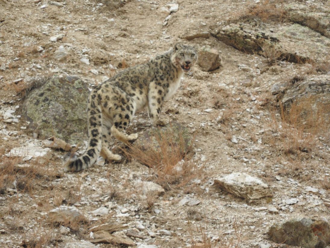 Snow Leopard Conservancy–Wildlife Conservation Network