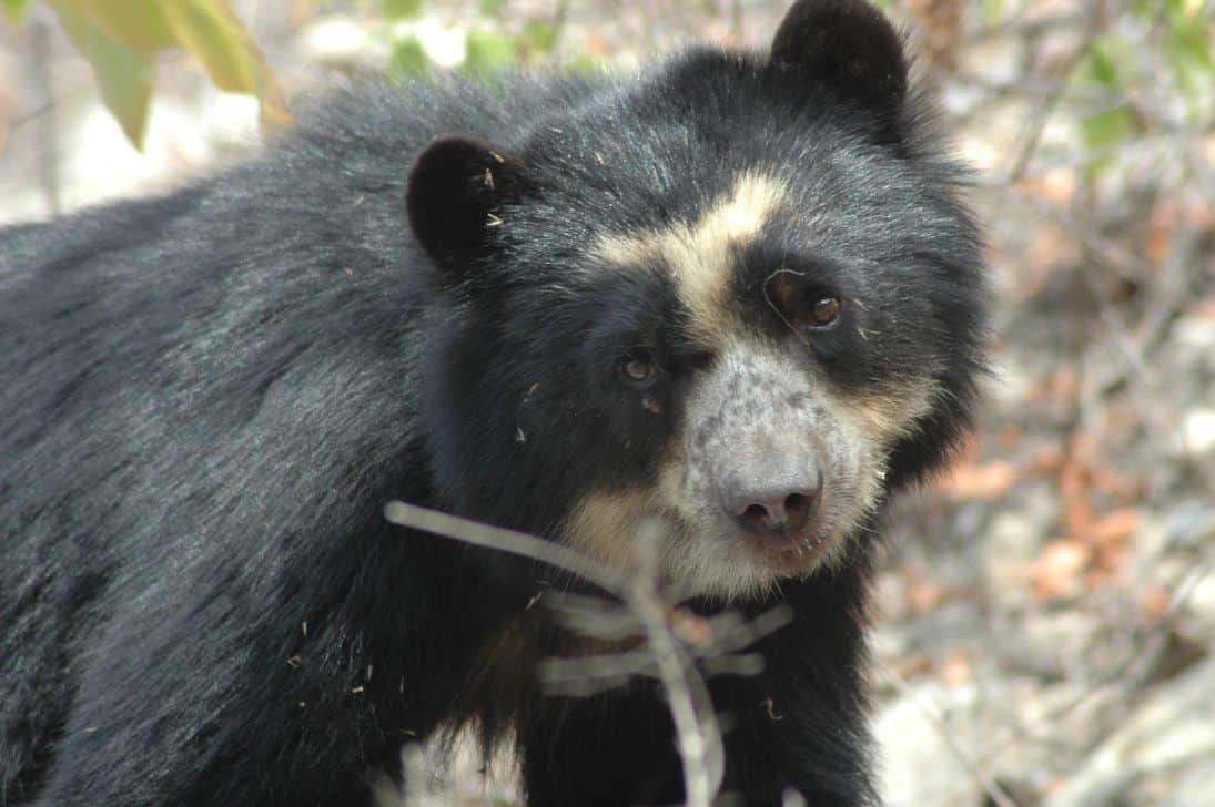 Photo Sbcperu- Wild female spectacled bear (laura) - Dry Forest Peru