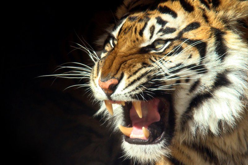 Tiger teeth- Eric Ash