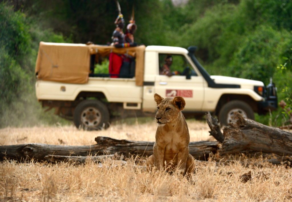 Warriors monitoring lions crop