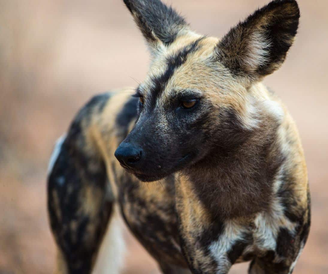 painted dog_SueMcConnell._crop