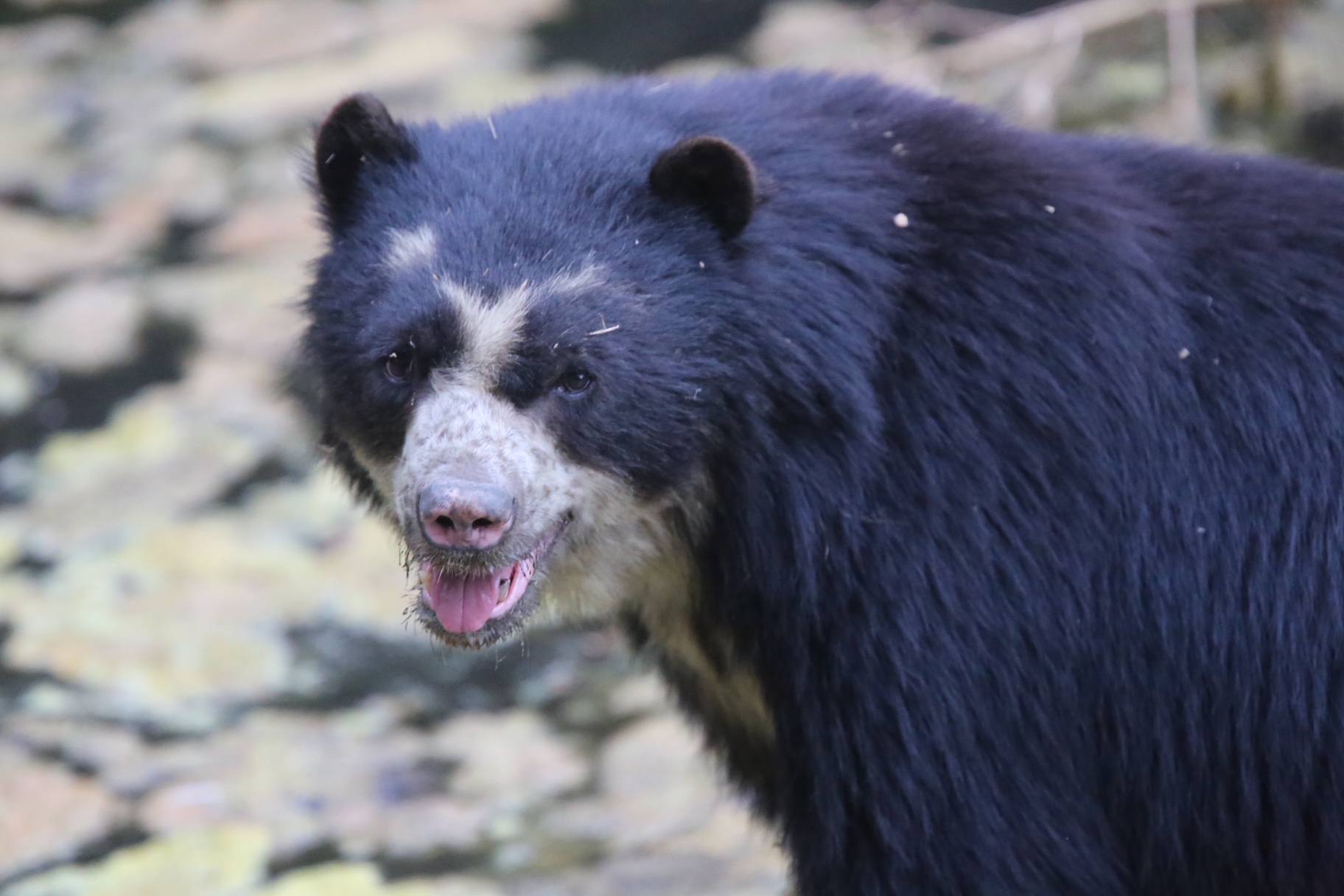 A Fat Bear is a Healthy Bear - Wildlife Conservation Network