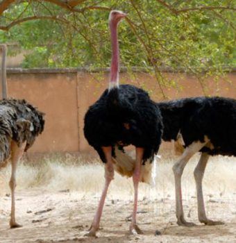 WCN's Solar Project Partners with the Sahara Conservation Fund to Save North African Ostriches