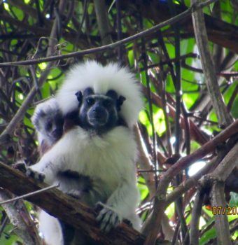 Future Forests for Cotton-top Tamarins