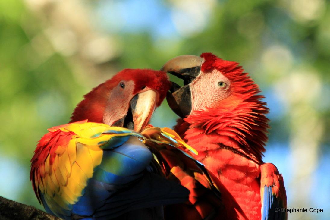 scarlett macaw_Pair preening_the Ara Project