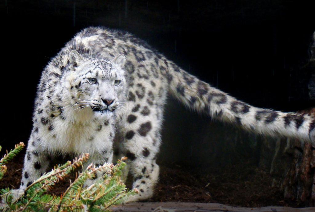 ©Eric Ash - Snow Leopard - Rain Leopard_flipped