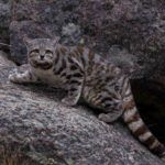 An Andean Cat on a mountain