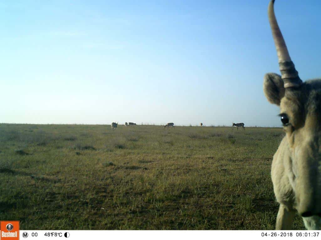 A camera trap captures a saiga antelope look right at it.
