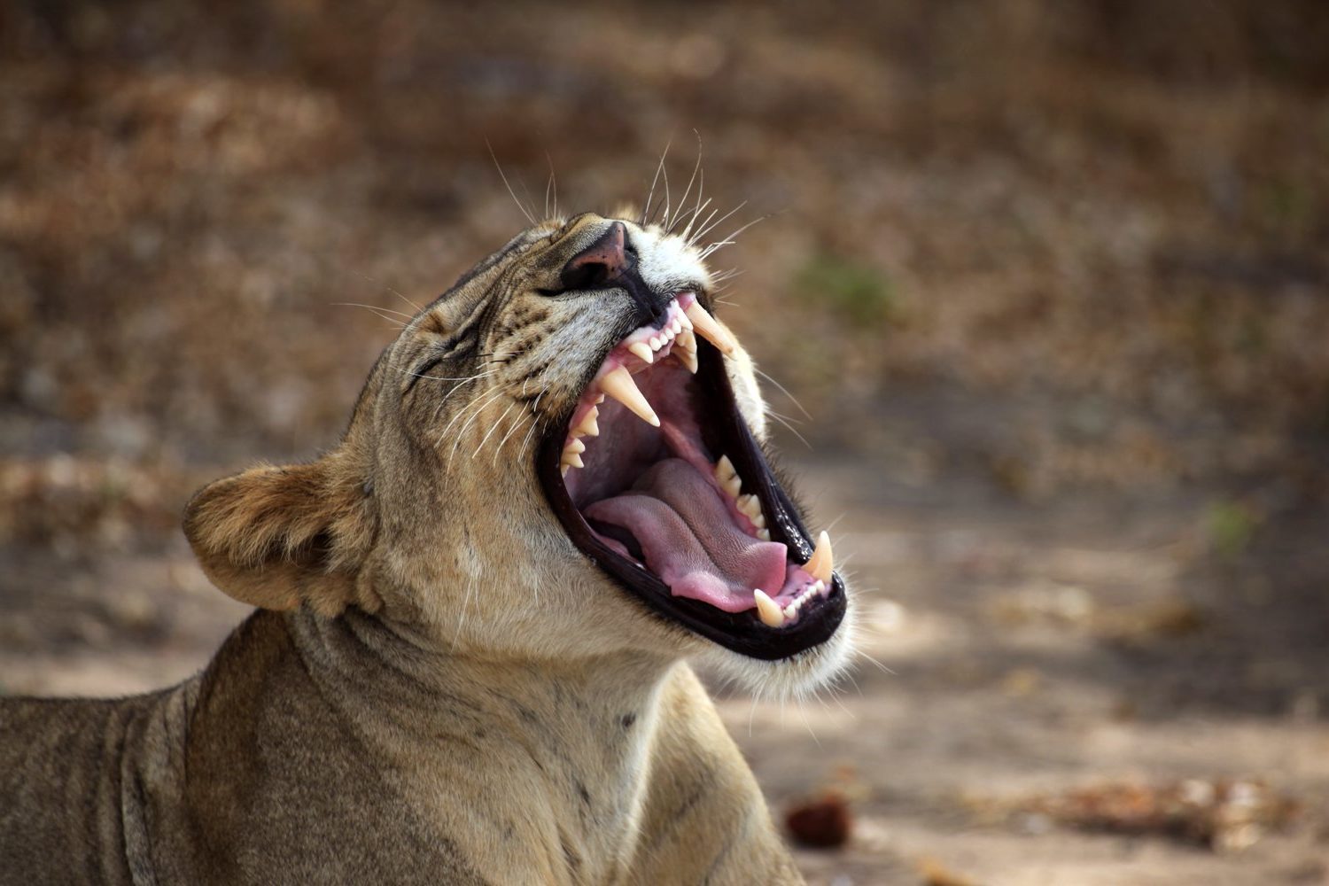 The Complexity of Lion Roars - Lion Recovery Fund