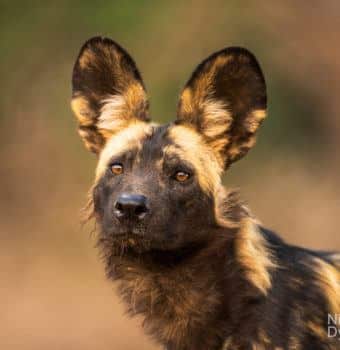 Launching a Kickstarter Campaign to save Painted Wolves