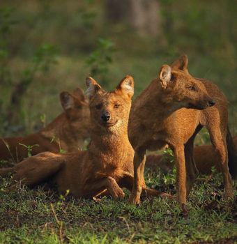 One Year Later: The Dhole Project