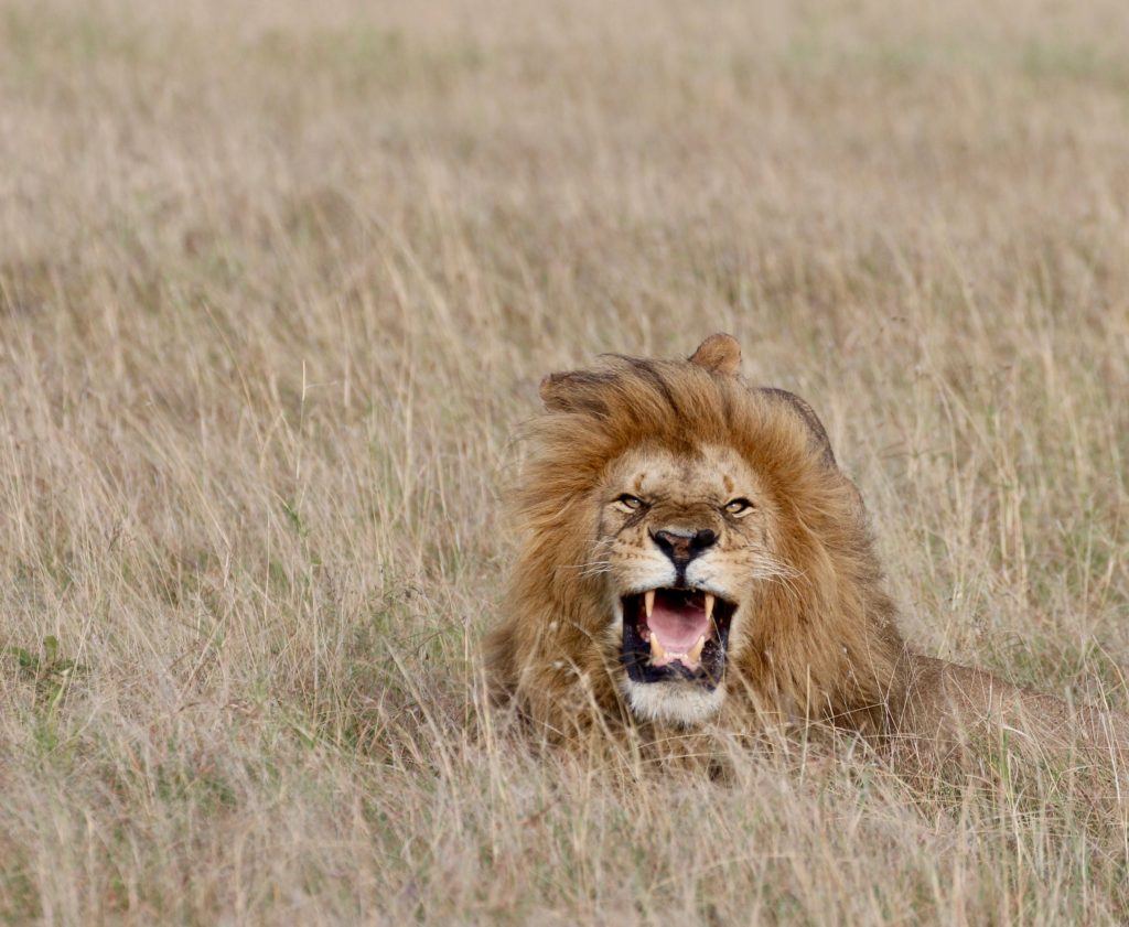 A lion roaring
