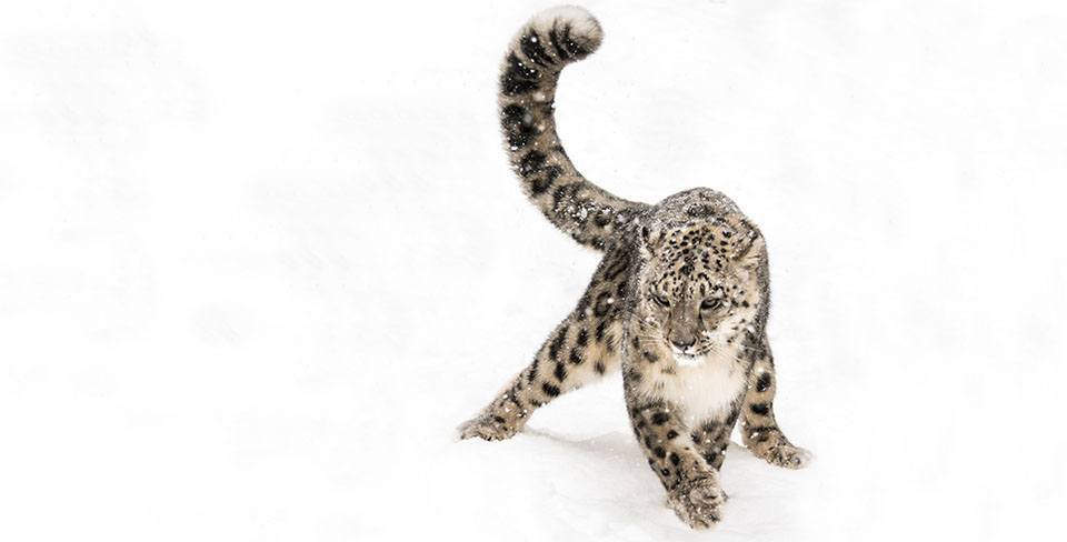A snow leopard runs through the snow