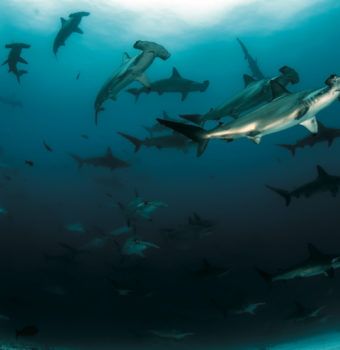 Keeping Hammerheads out of Nets