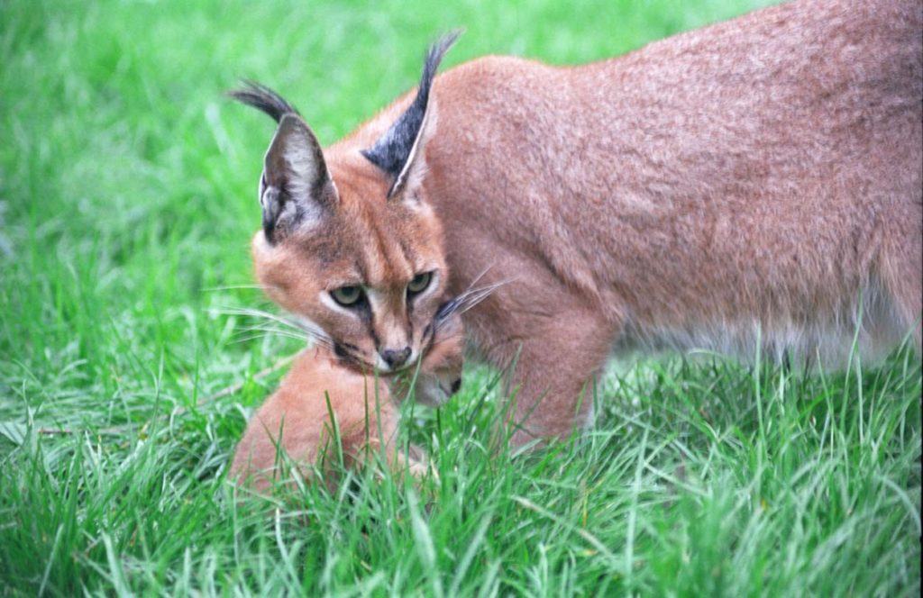 A caracal carries its young
