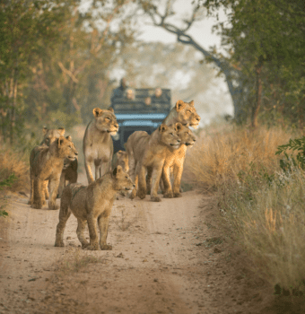 Leading Ecotourism Operators Join Forces to Launch the Lionscape Coalition
