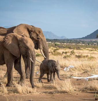 Making Samburu Safe for Elephants