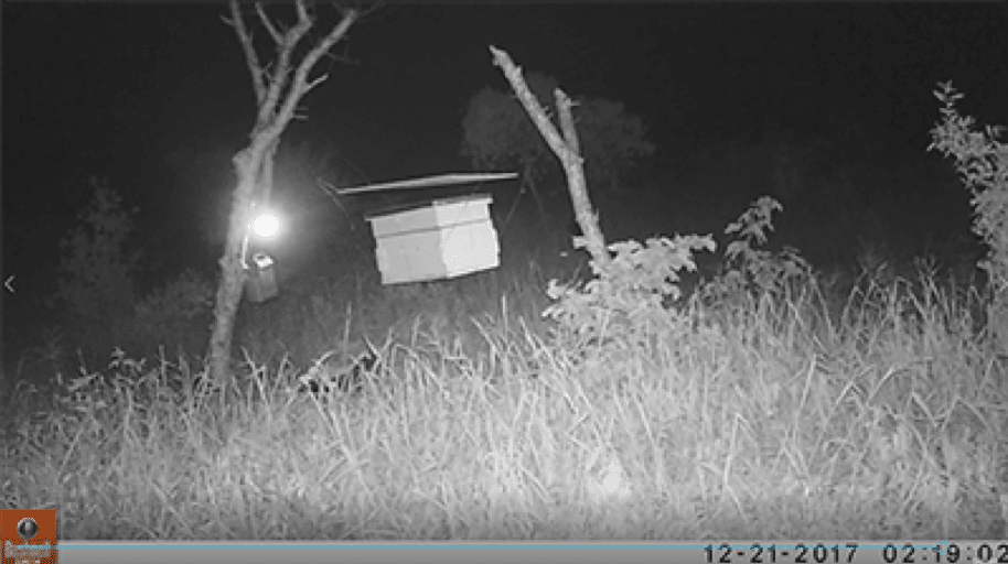 Beehive Fences to Deter Elephants and Honey Badgers - Wildlife