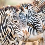 Grevy's zebras in Kenya
