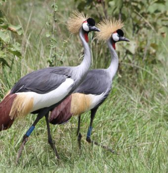 One Year Later: Grey Crowned Cranes