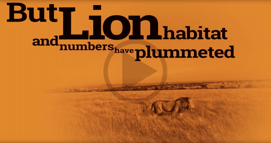 New Lion Economy Video
