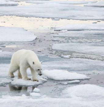 Climate Crisis is a Wildlife Crisis