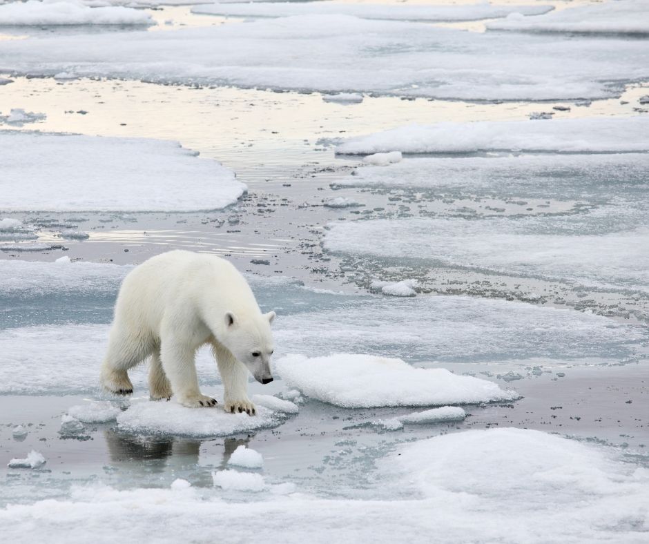 A polar bear walks on thin ice.