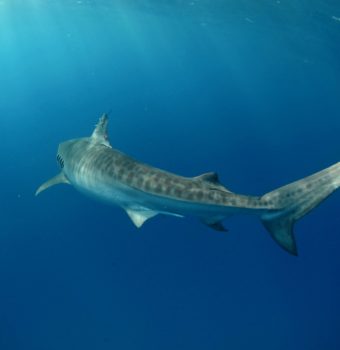 Every Tiger Shark Counts: No.52's Transatlantic Journey