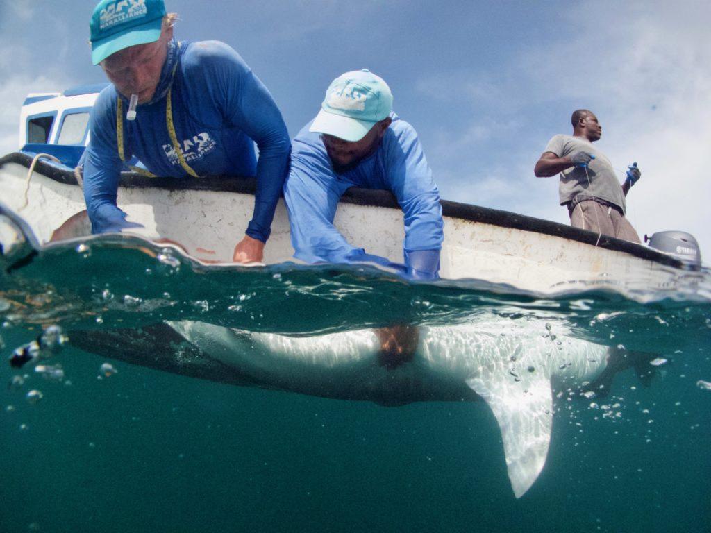 MarAlliance tags a shark