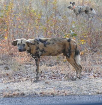 Every Painted Dog Counts: Browny Gets a Second Chance
