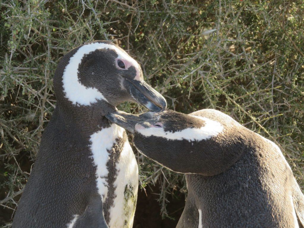 A breeding pair of penguins