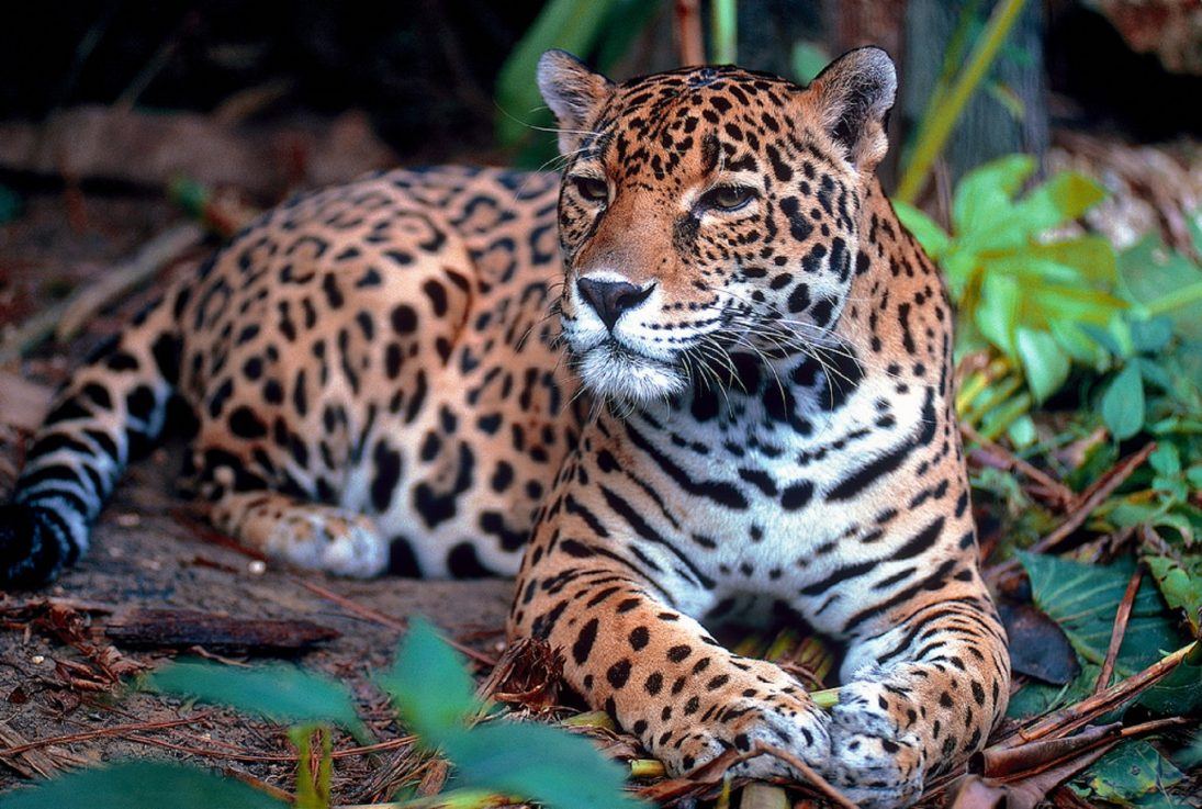 Canva - Big Jaguar in the Wild