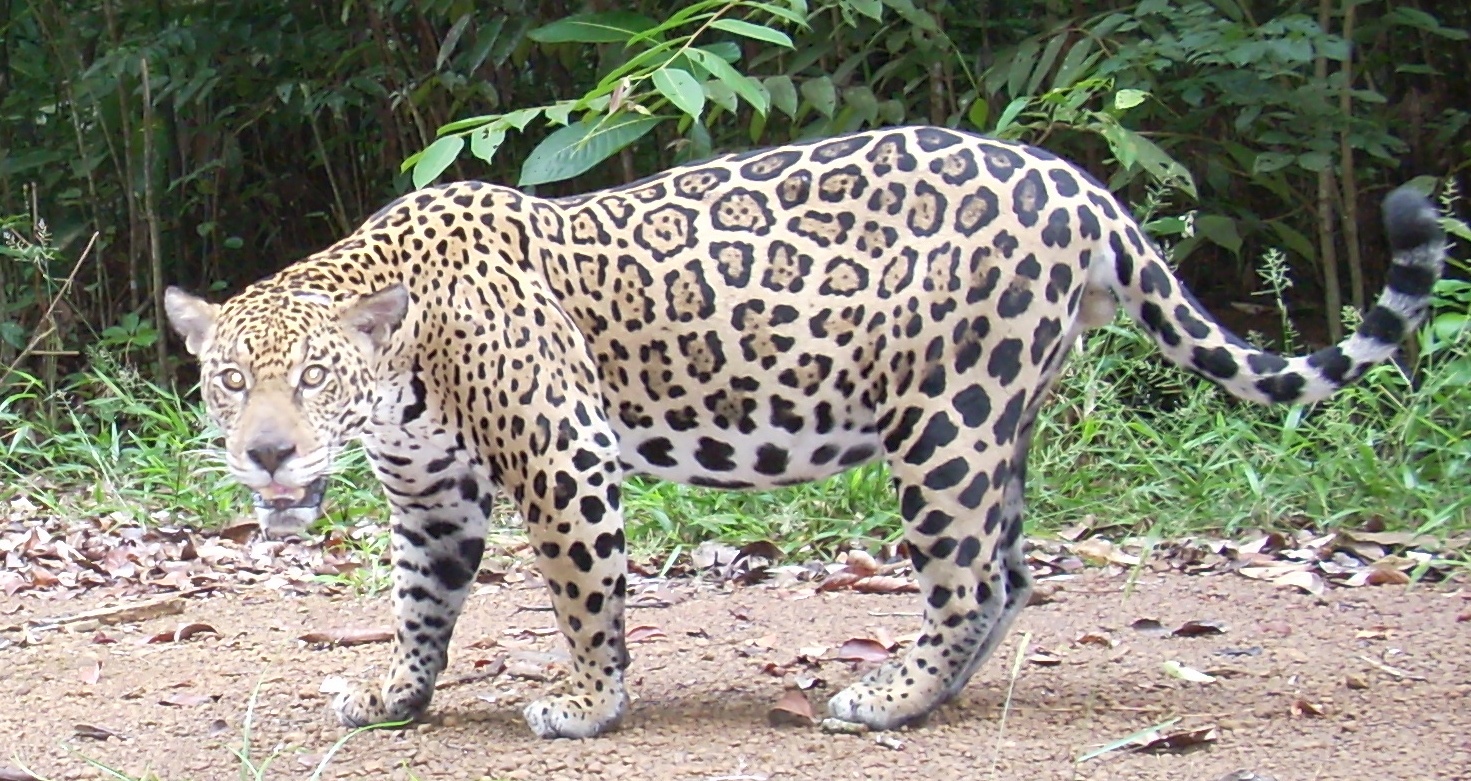 Jaguars in Suriname - Nature - My View