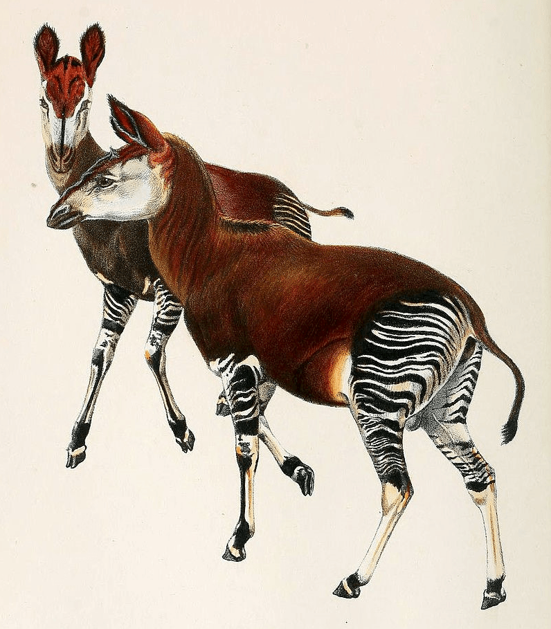 illustration of okapi