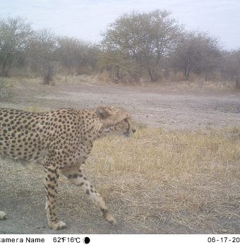 The Secret to Coexisting with Cheetahs