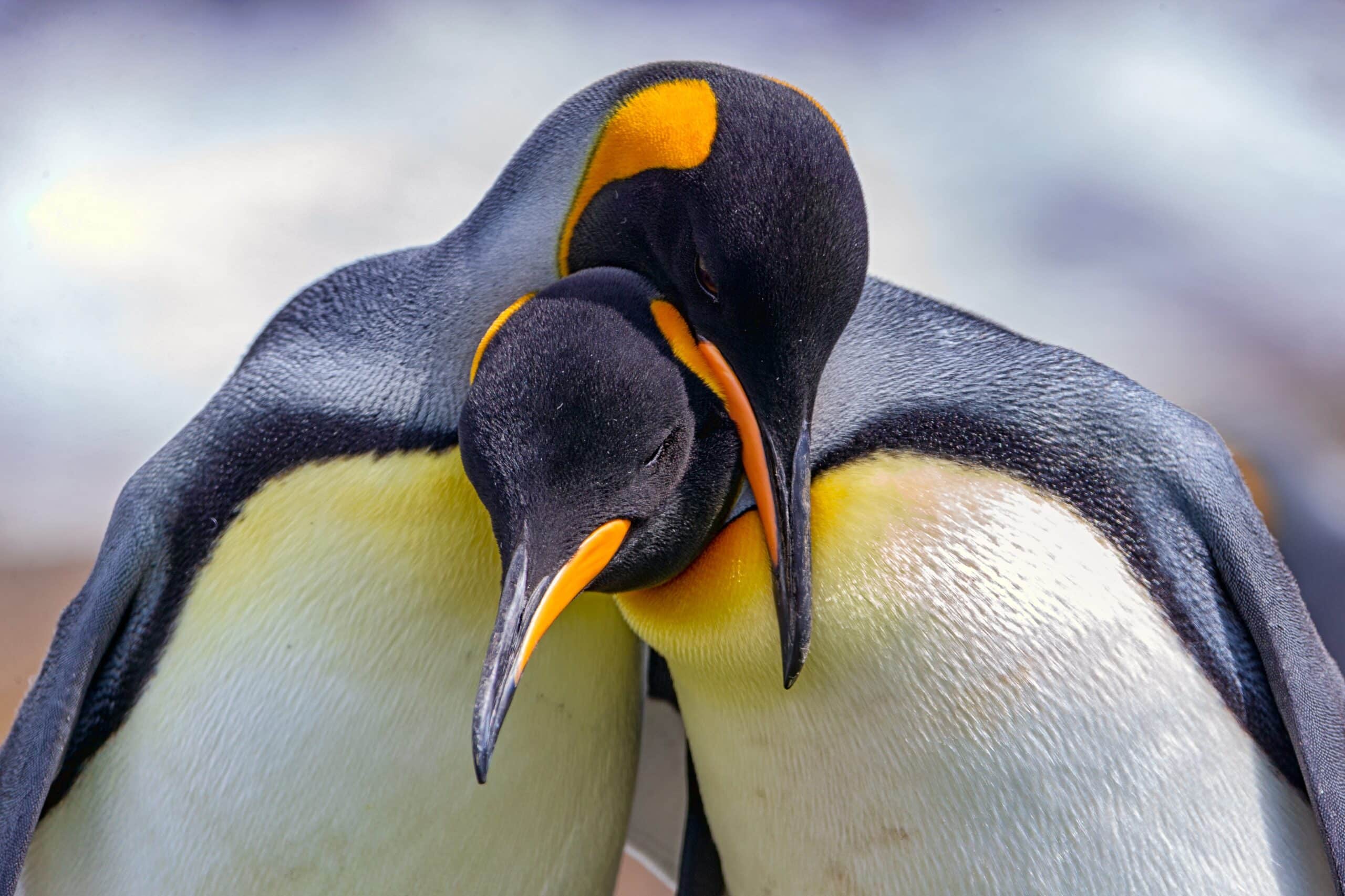 Watch disneynature discount penguins online free