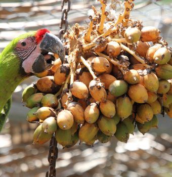 Ex Situ Conservation and How it Helps Endangered Macaws