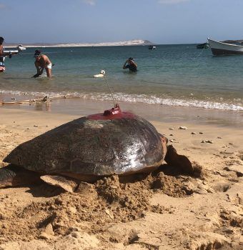Tracking Sea Turtles with MarAlliance