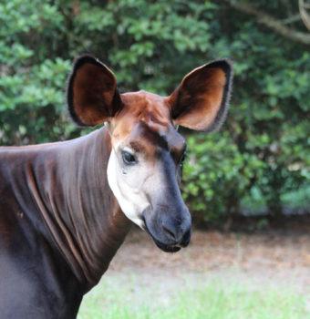 How Radio Broadcasts Save Lives Around Okapi Wildlife Reserve