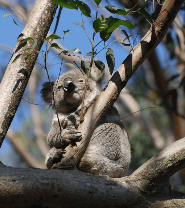 koala_male1