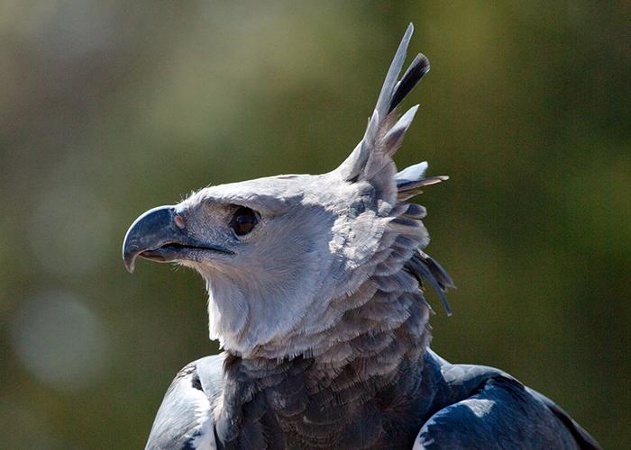 raptor-er-harpy-eagle-portrait