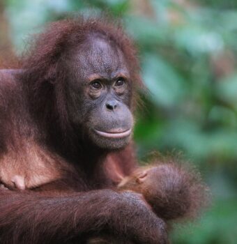 Building Bridges to Break Barriers for Orangutans