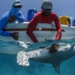 conservationists with shark