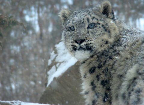 Snow Leopard Conservancy–Wildlife Conservation Network