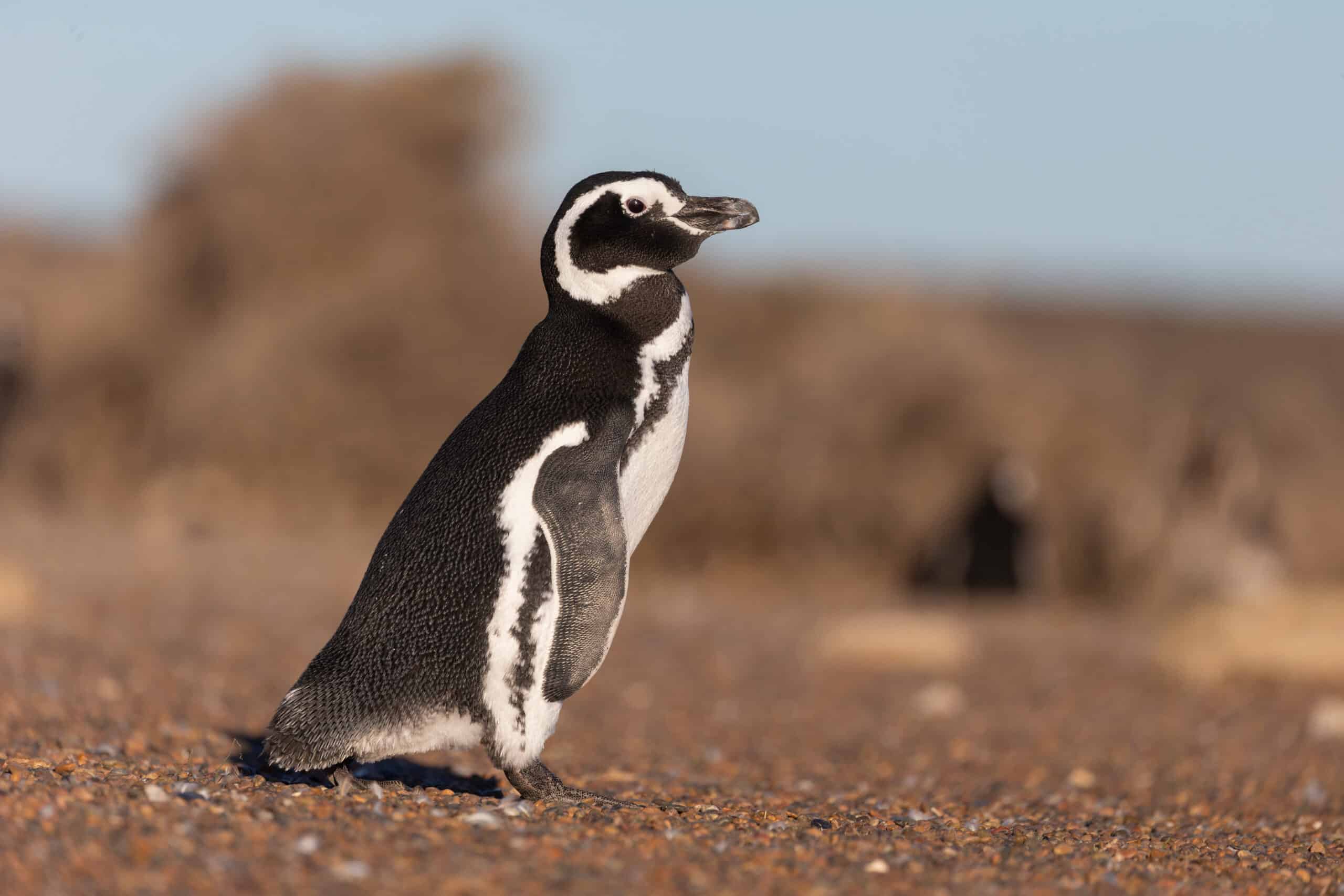 A Safer Home for Patagonia’s Penguins