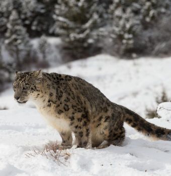 How Traditional Voices Protect Snow Leopards