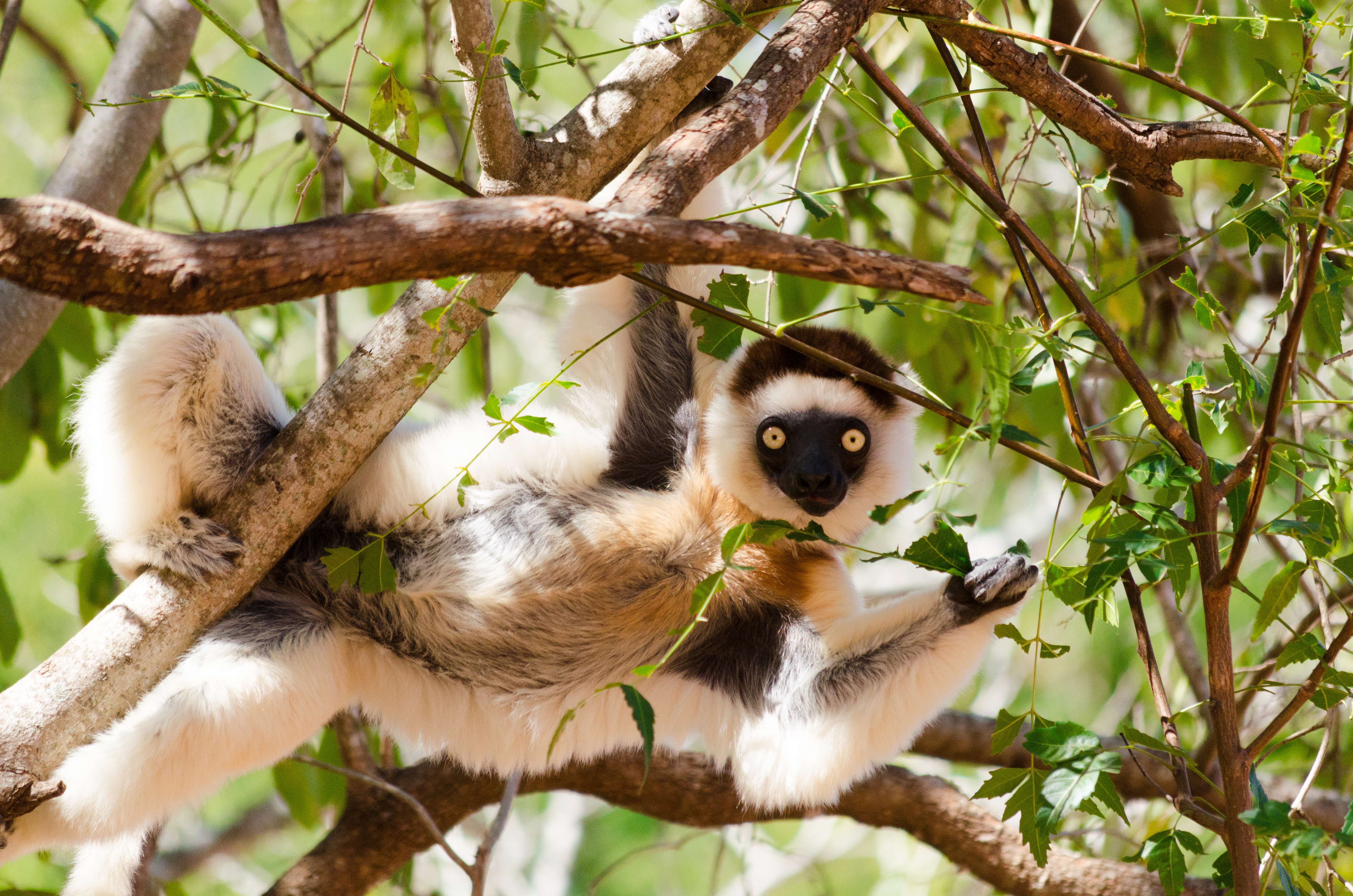 Funny and curious sifaka, Propithecus verreauxi, in the wild Berenty reserve, Madagascar