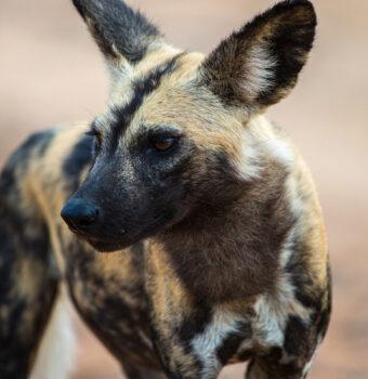 Saving Africa's Largest Wild Canine