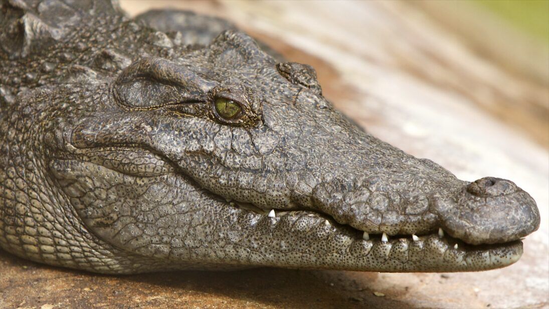 A close-up of a Siamese Crocodile (Crocodylus siamensis).